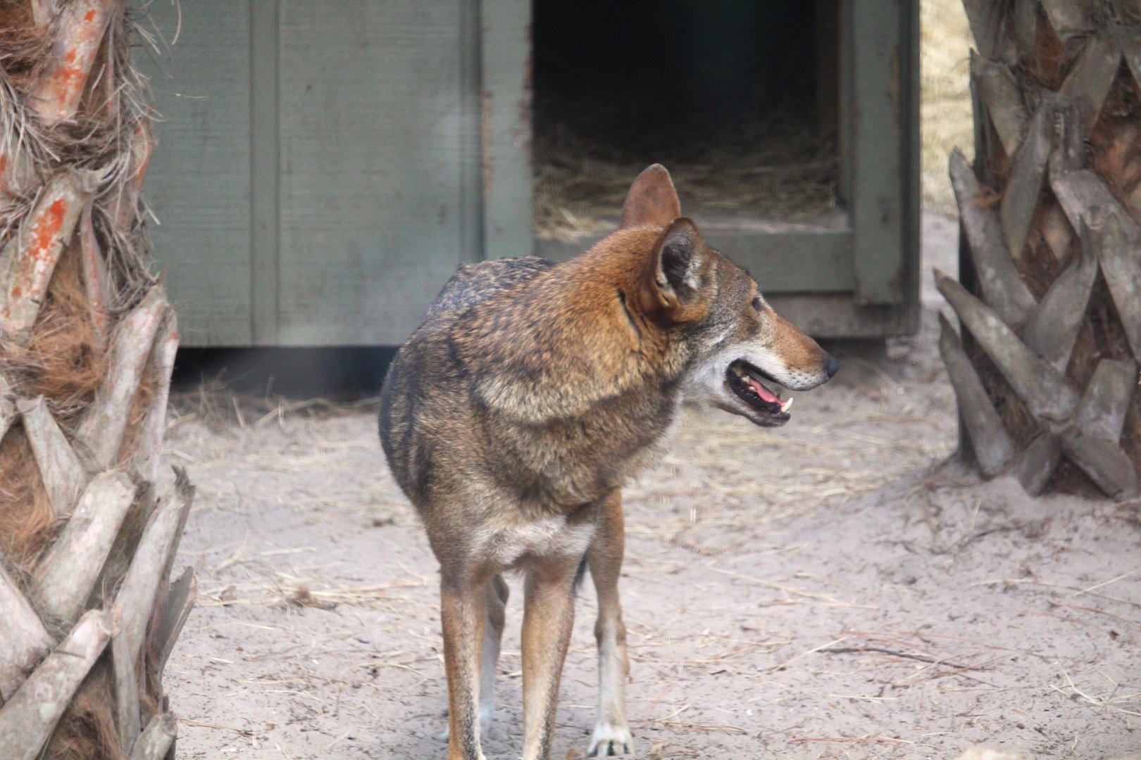 Florida Wildlife Center - Red Wolf
