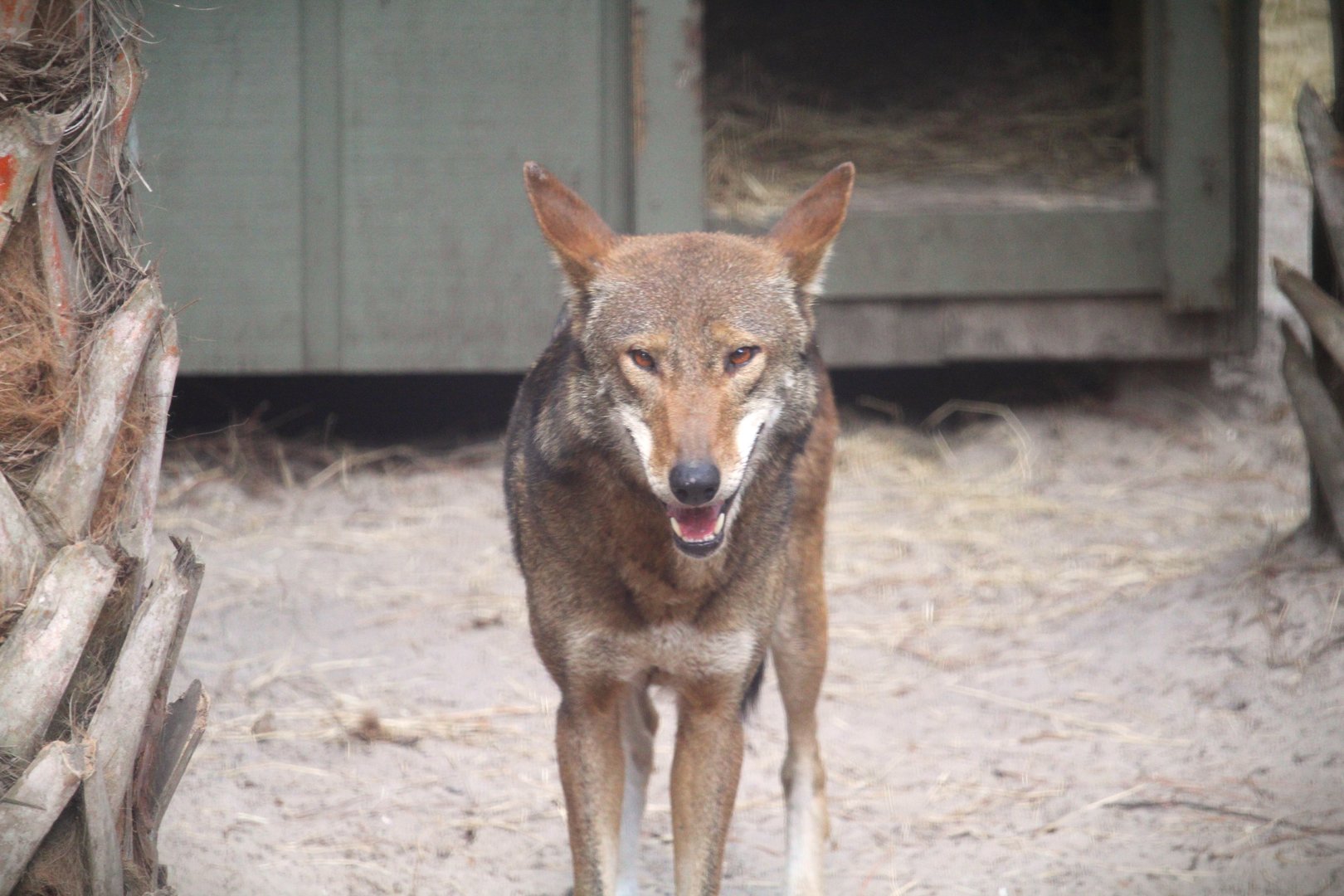 Florida Wildlife Center - Red Wolf