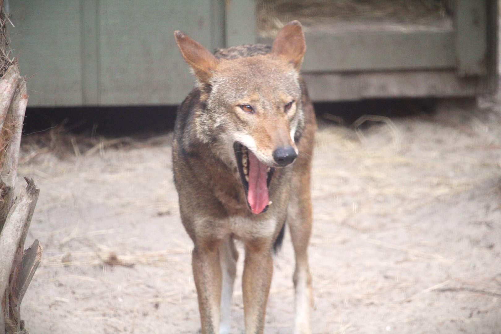 Florida Wildlife Center - Red Wolf