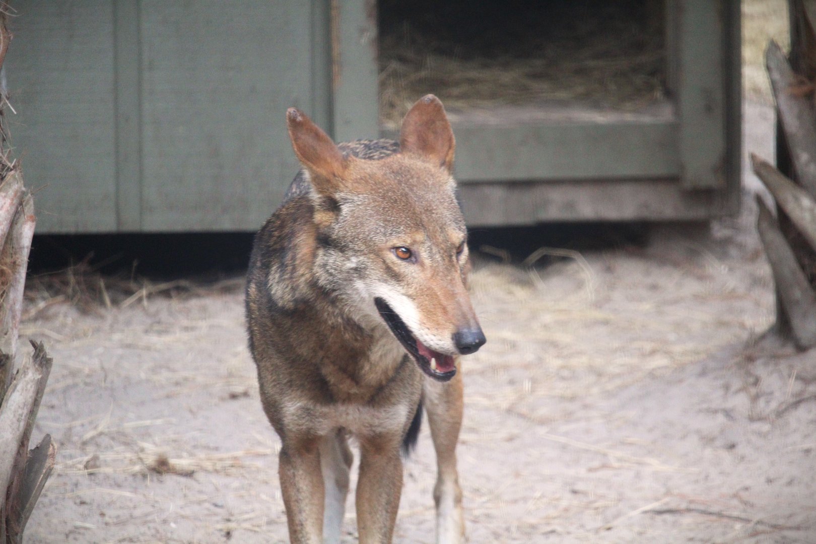 Florida Wildlife Center - Red Wolf