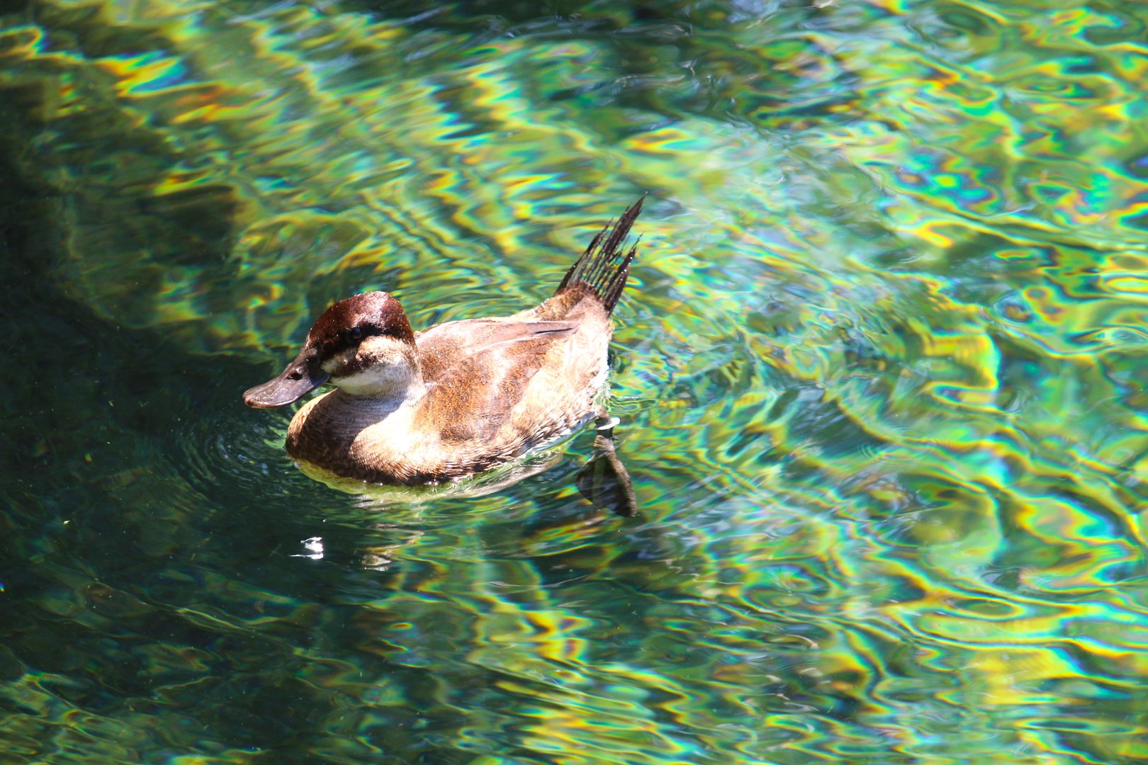 Florida Wildlife Center - Ruddy Duck