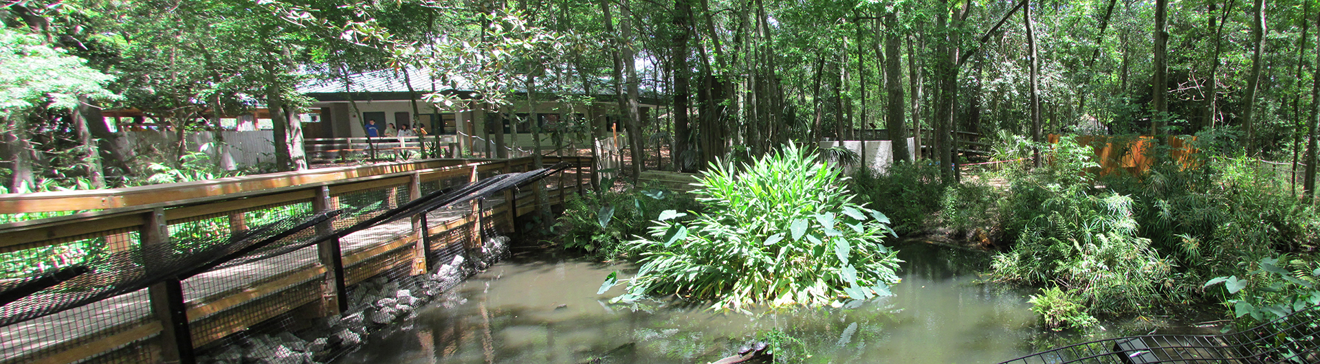 Florida Wildlife Pond
