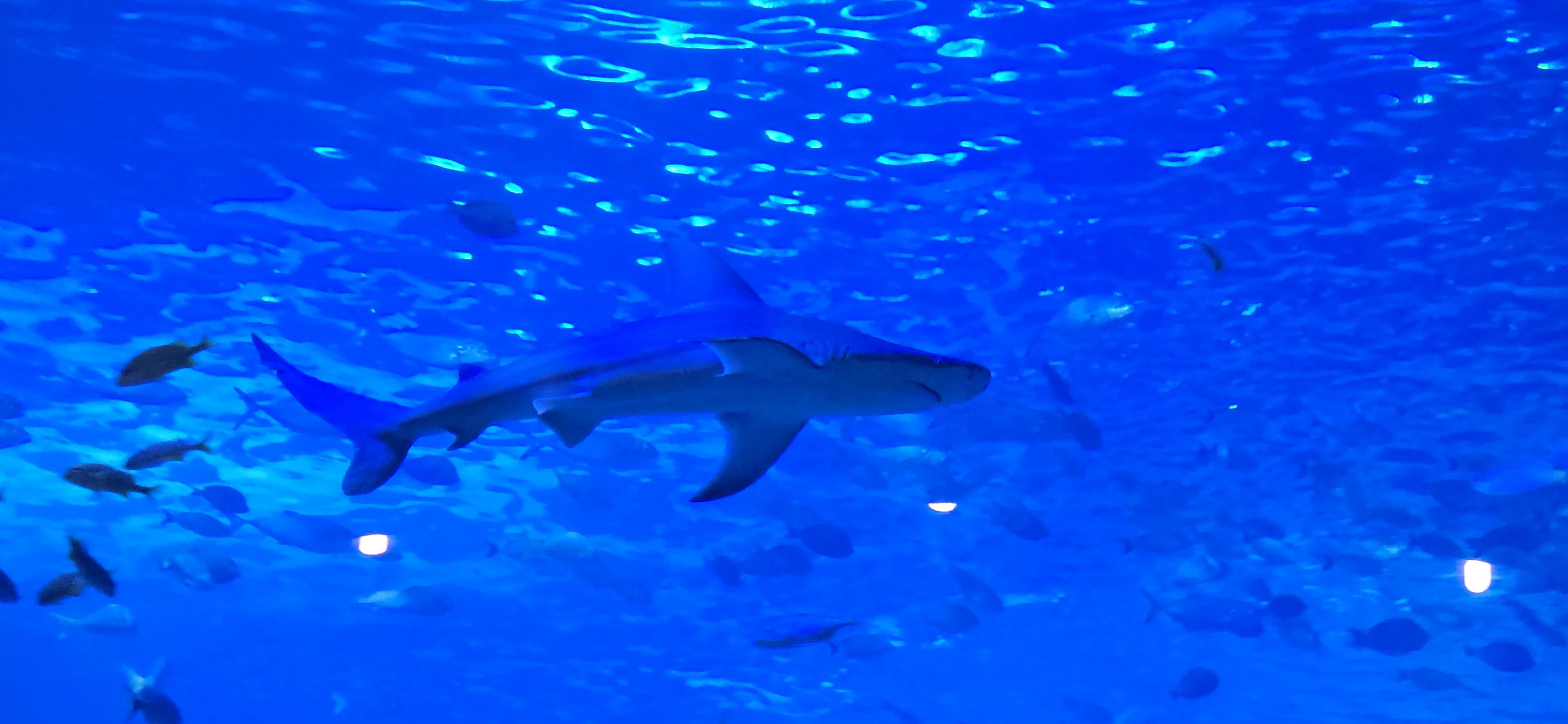 Florida's Gulf Coast - Gulf Tank (sandbar shark)