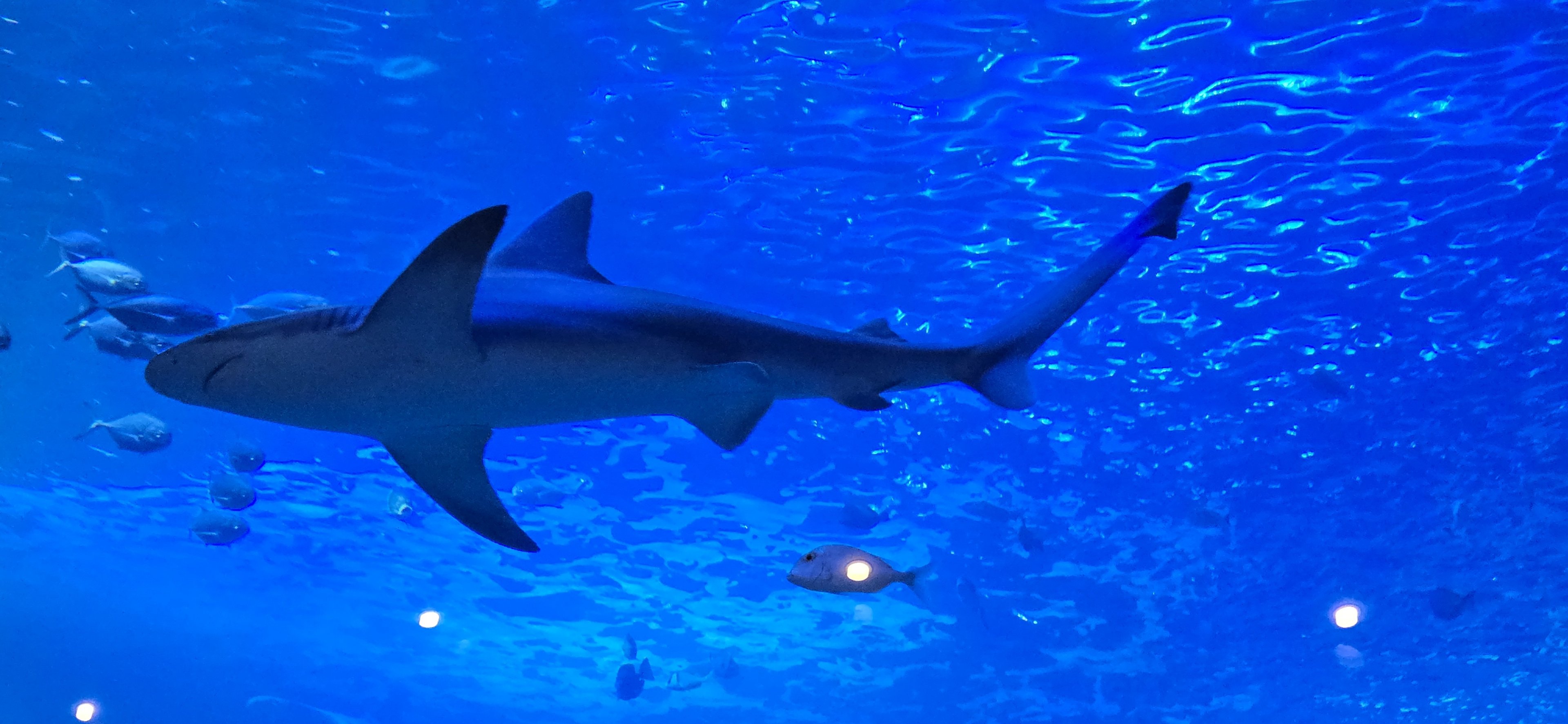 Florida's Gulf Coast - Gulf Tank (sandbar shark)
