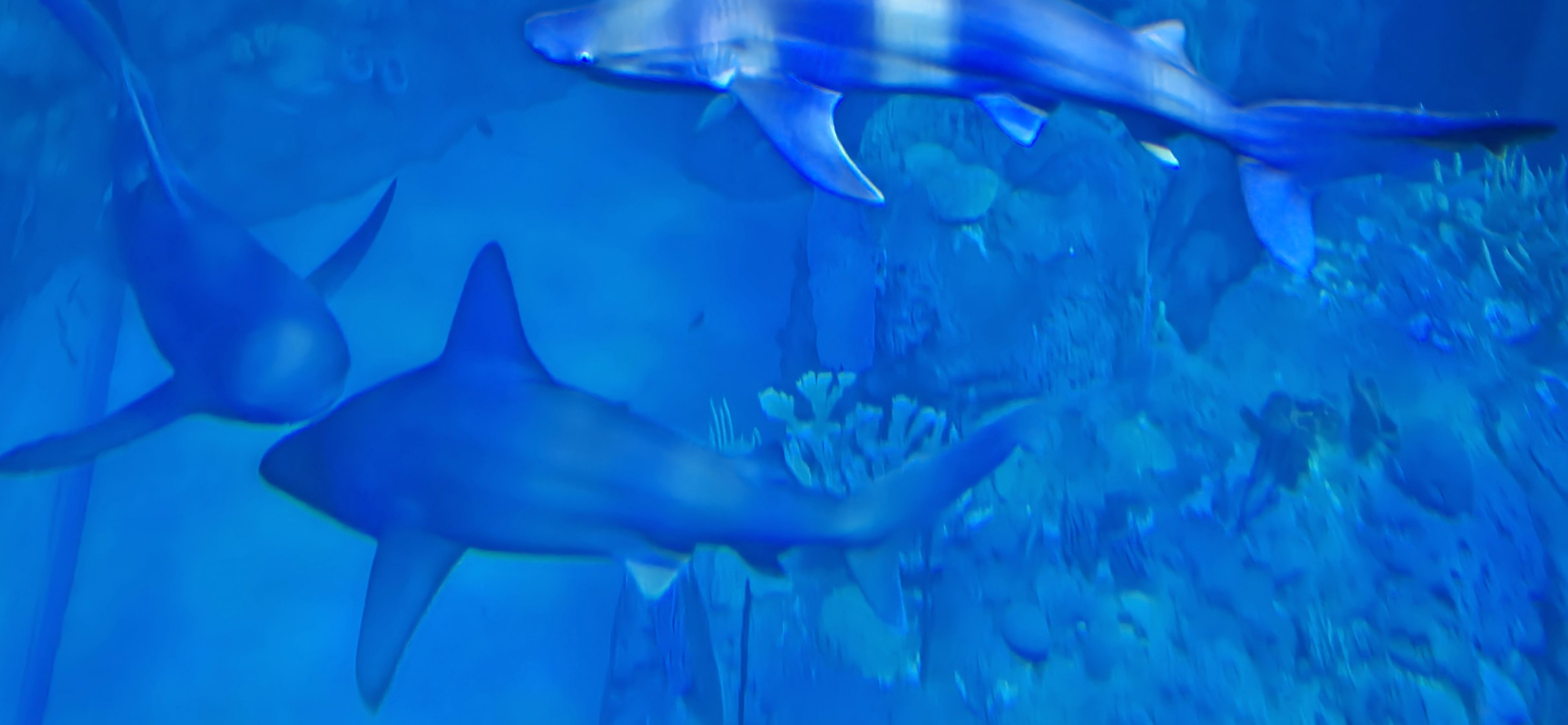 Florida's Gulf Coast - Gulf Tank sharks