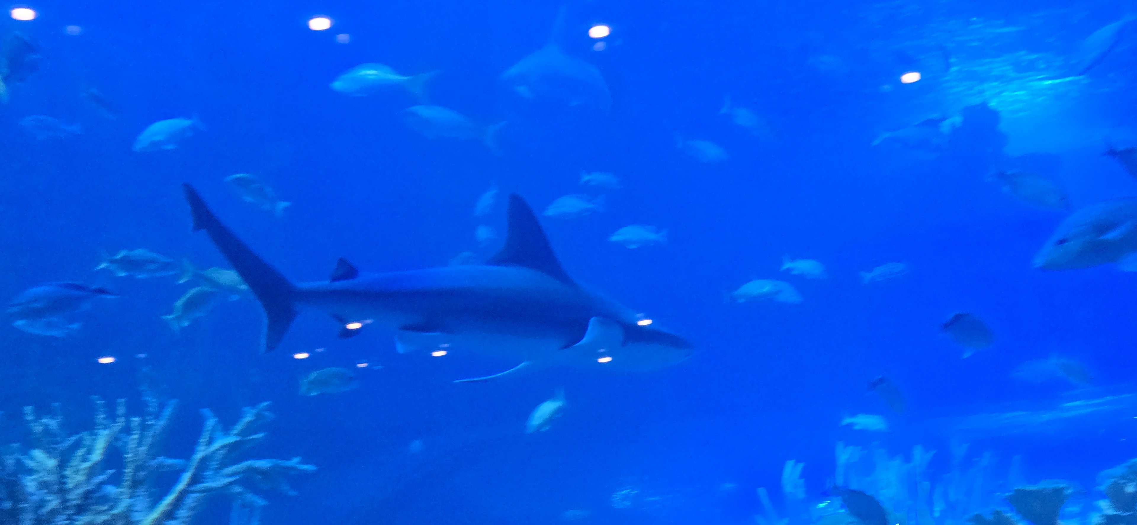 Florida's Gulf Coast - Gulf Tank sharks