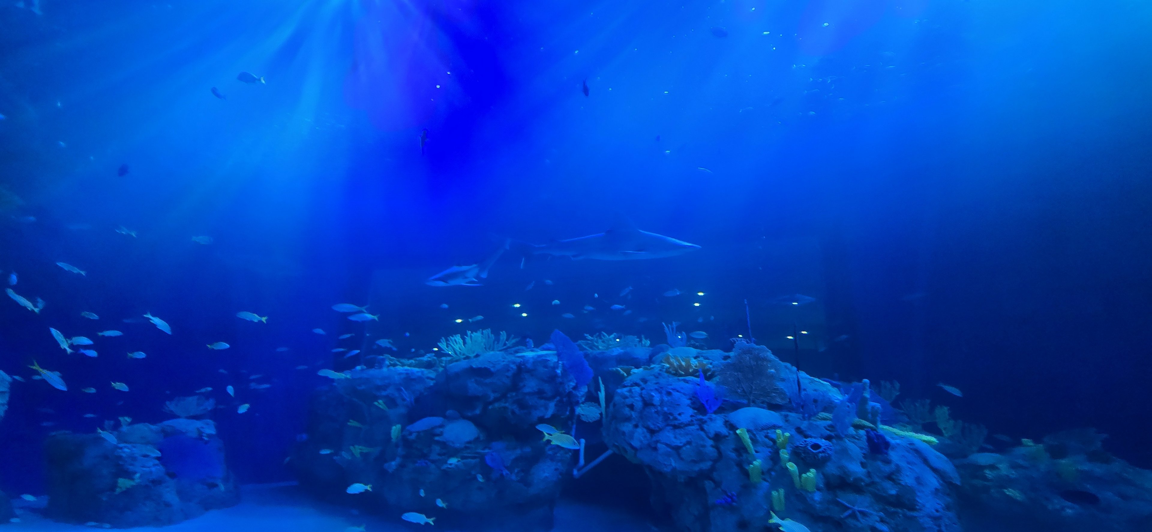 Florida's Gulf Coast - Gulf Tank