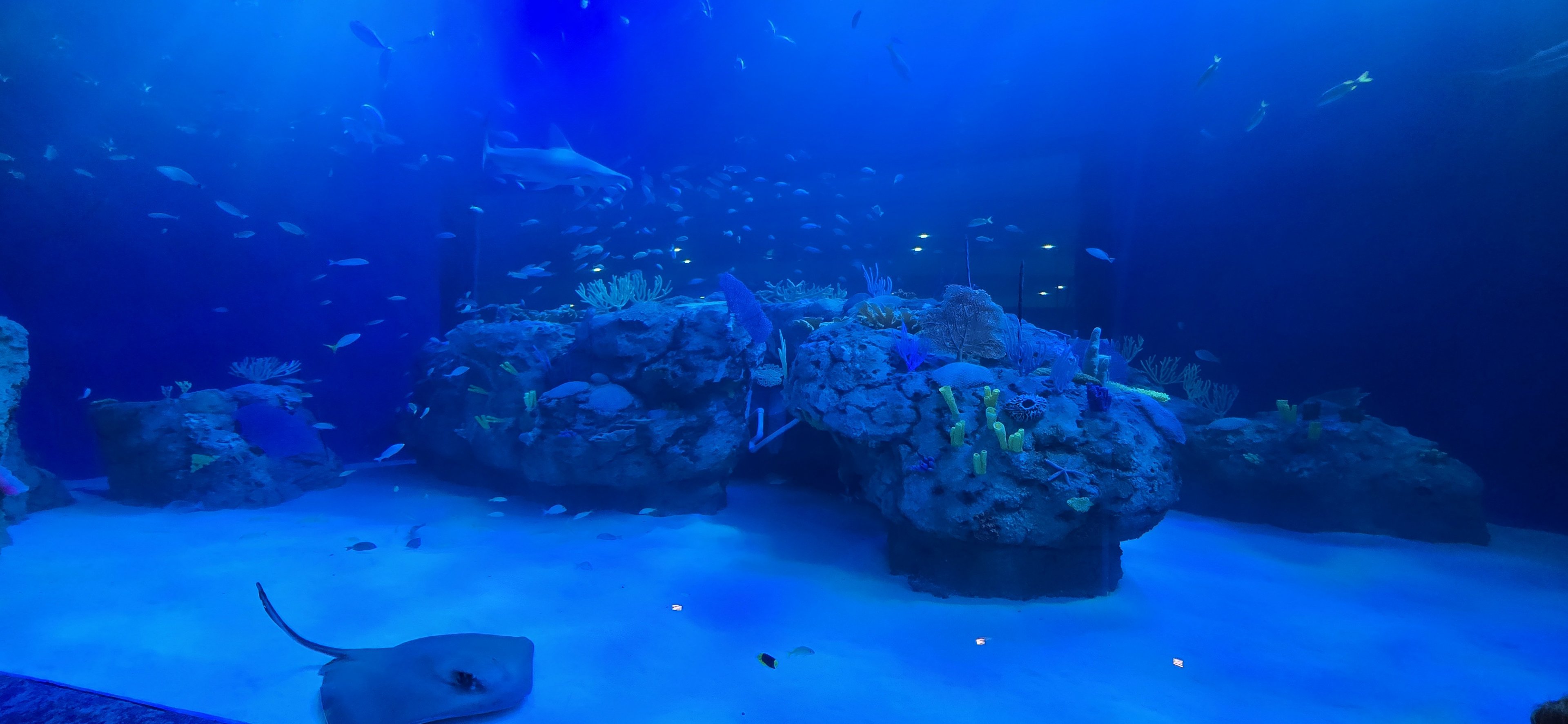 Florida's Gulf Coast - Gulf Tank