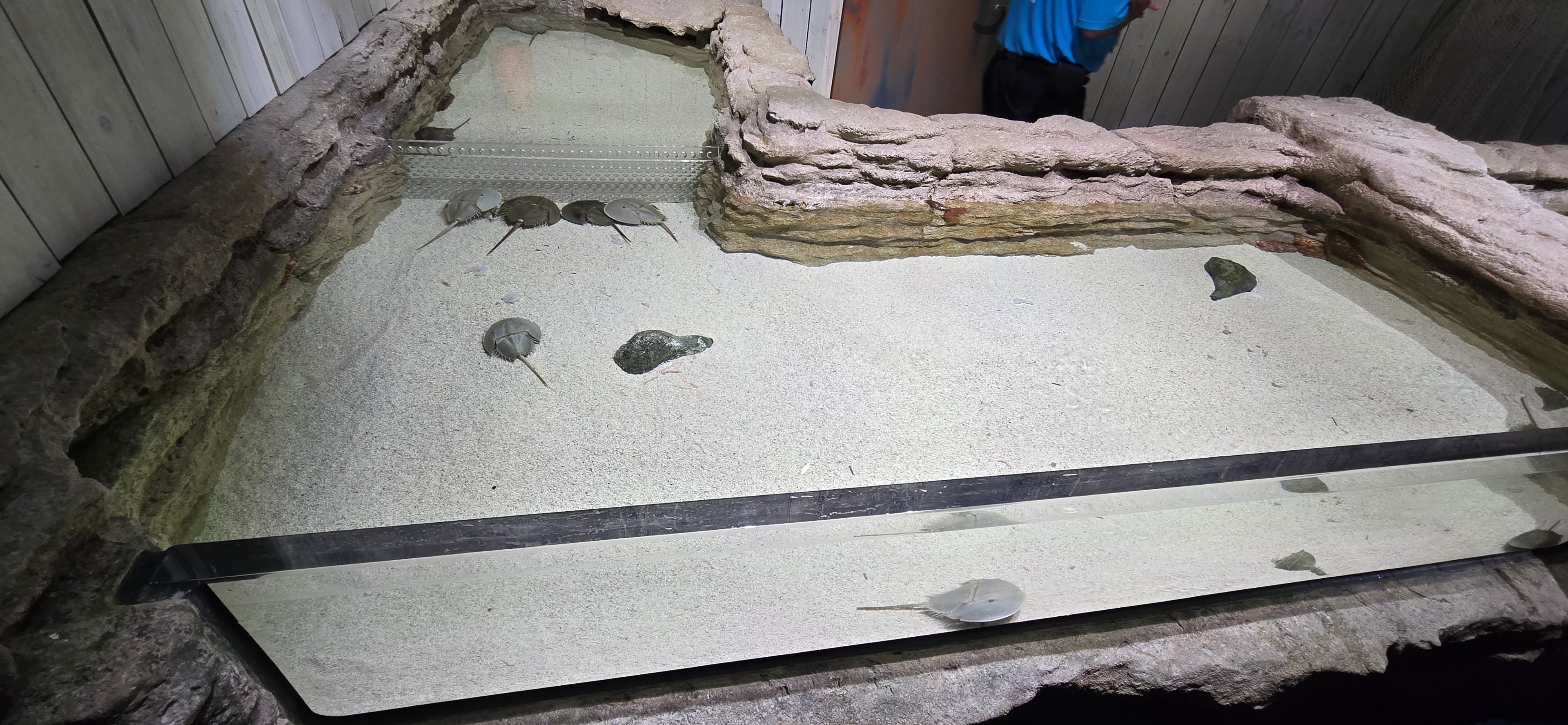 Florida's Gulf Coast - horseshoe crab touch tank