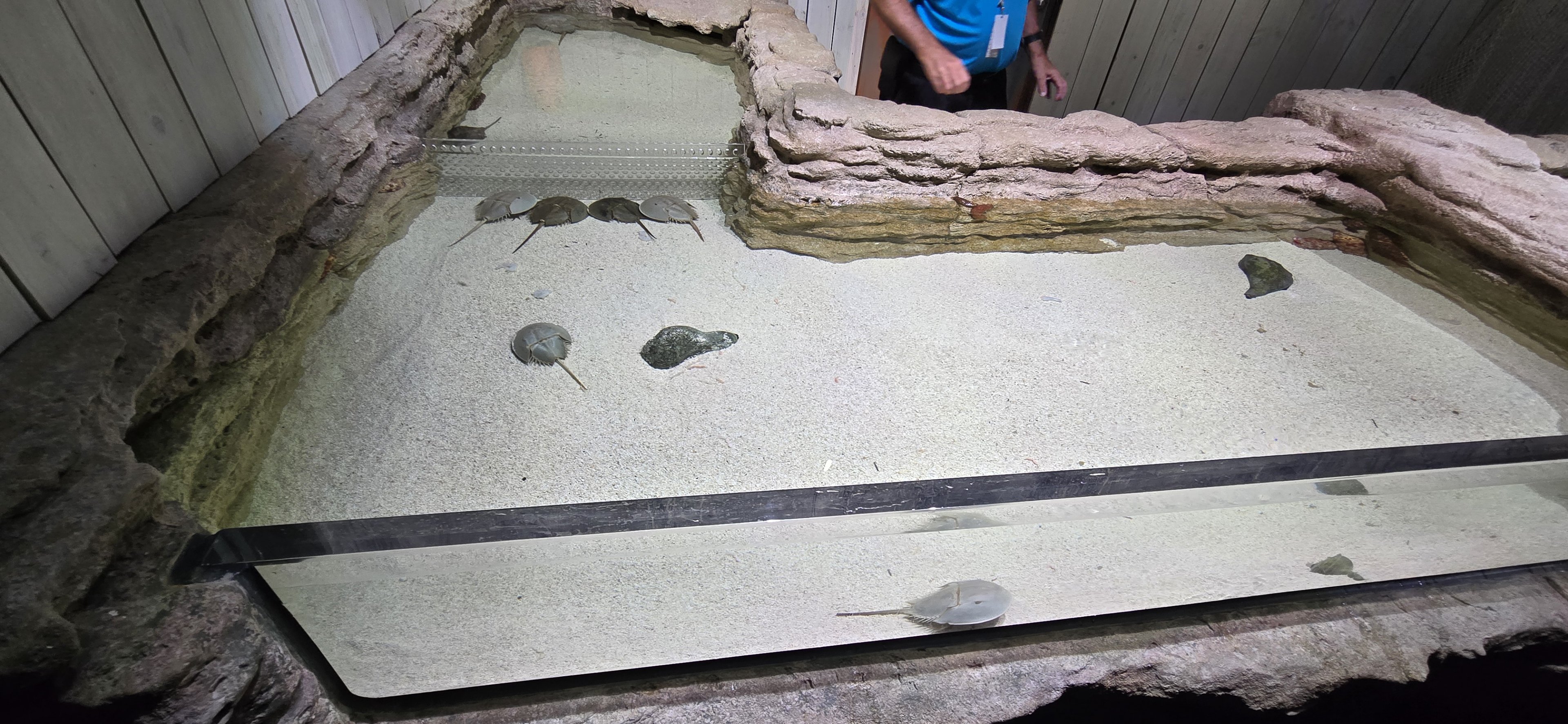 Florida's Gulf Coast - Horseshoe crab touch tank