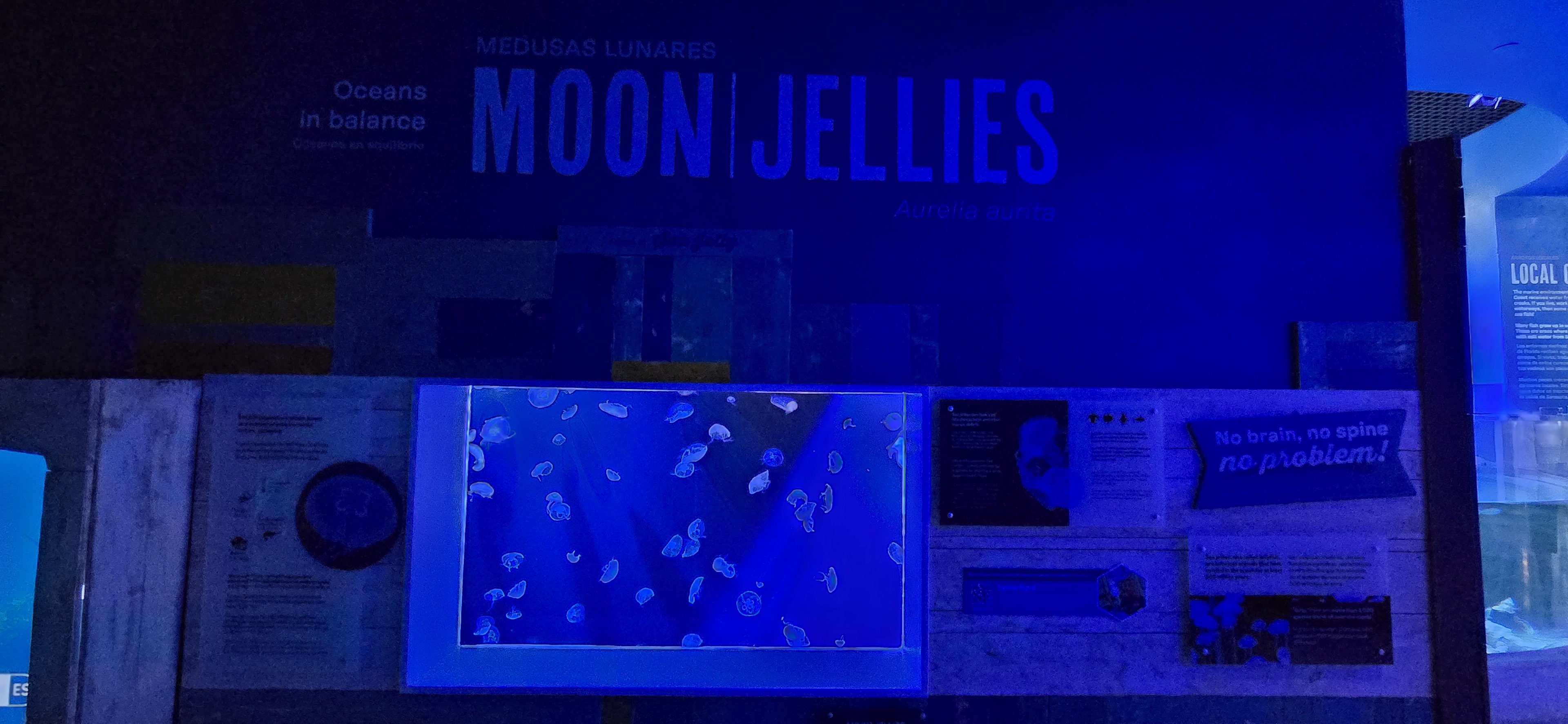 Florida's Gulf Coast - moon jellies