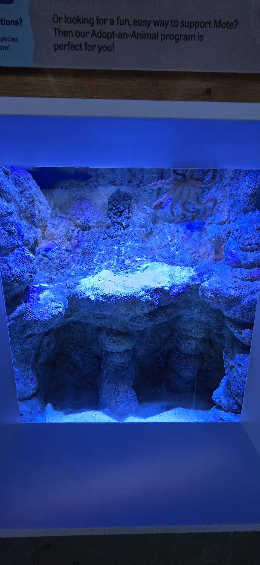 Florida's Gulf Coast - Octopus