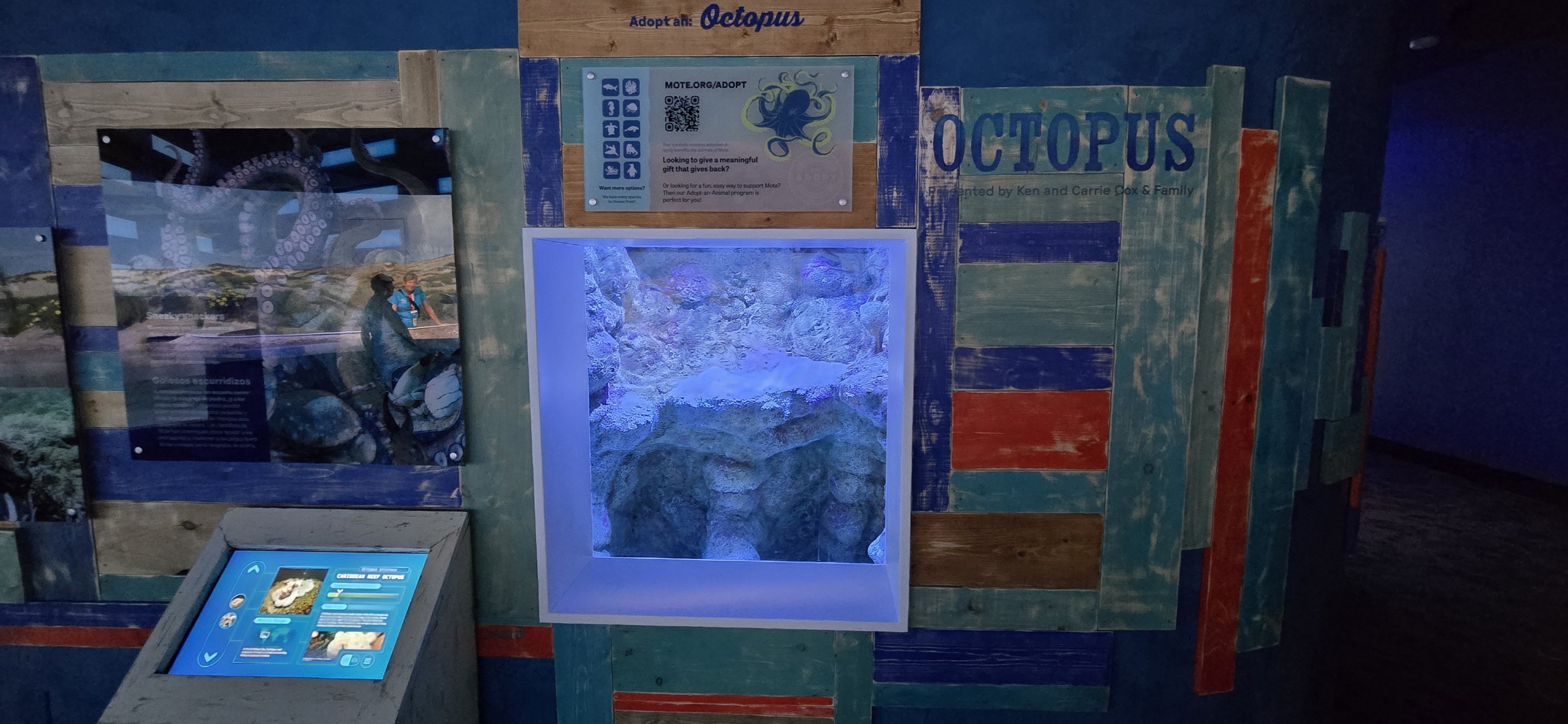 Florida's Gulf Coast - Octopus