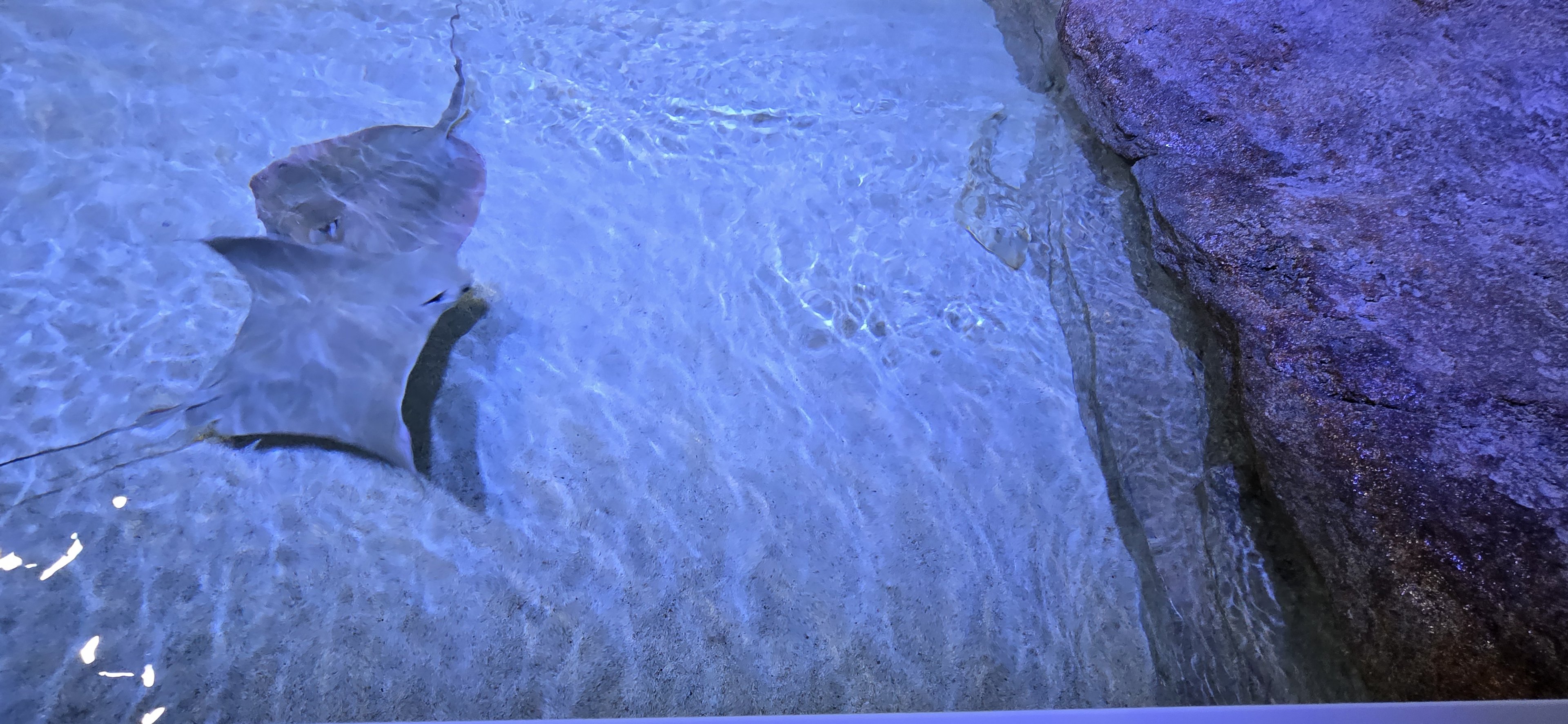 Florida's Gulf Coast - Ray touch tank (all species)