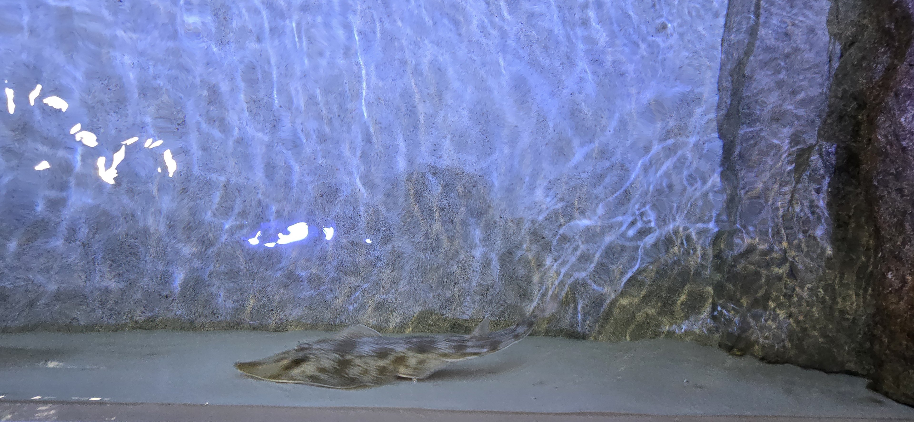 Florida's Gulf Coast - Ray touch tank (guitarfish)