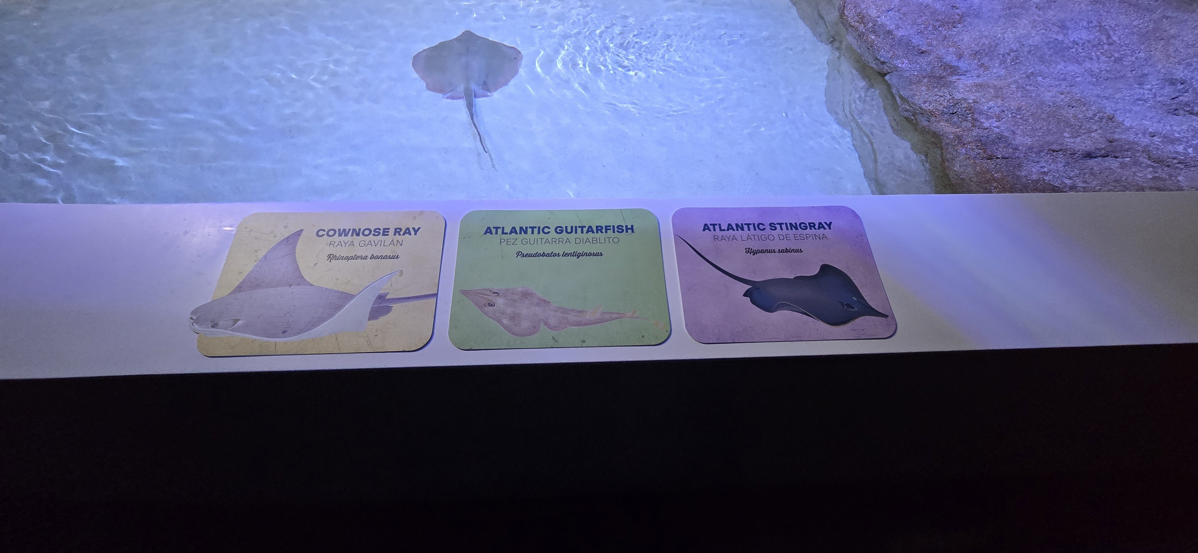 Florida's Gulf Coast - ray touch tank