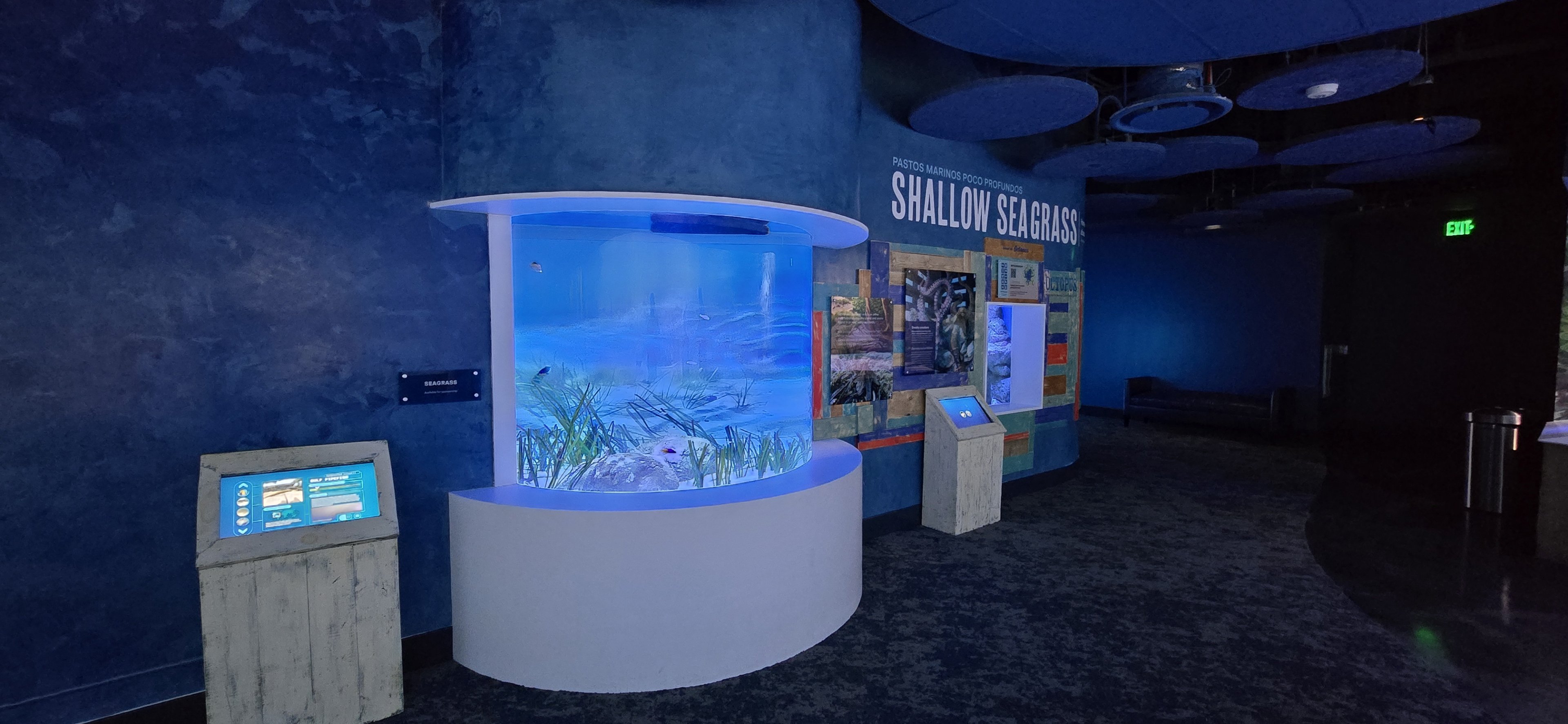 Florida's Gulf Coast - Shallow seagrass tank