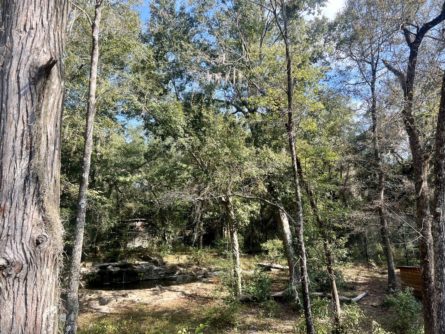 Floridian Black Bear Exhibit…take a look, it’s in there