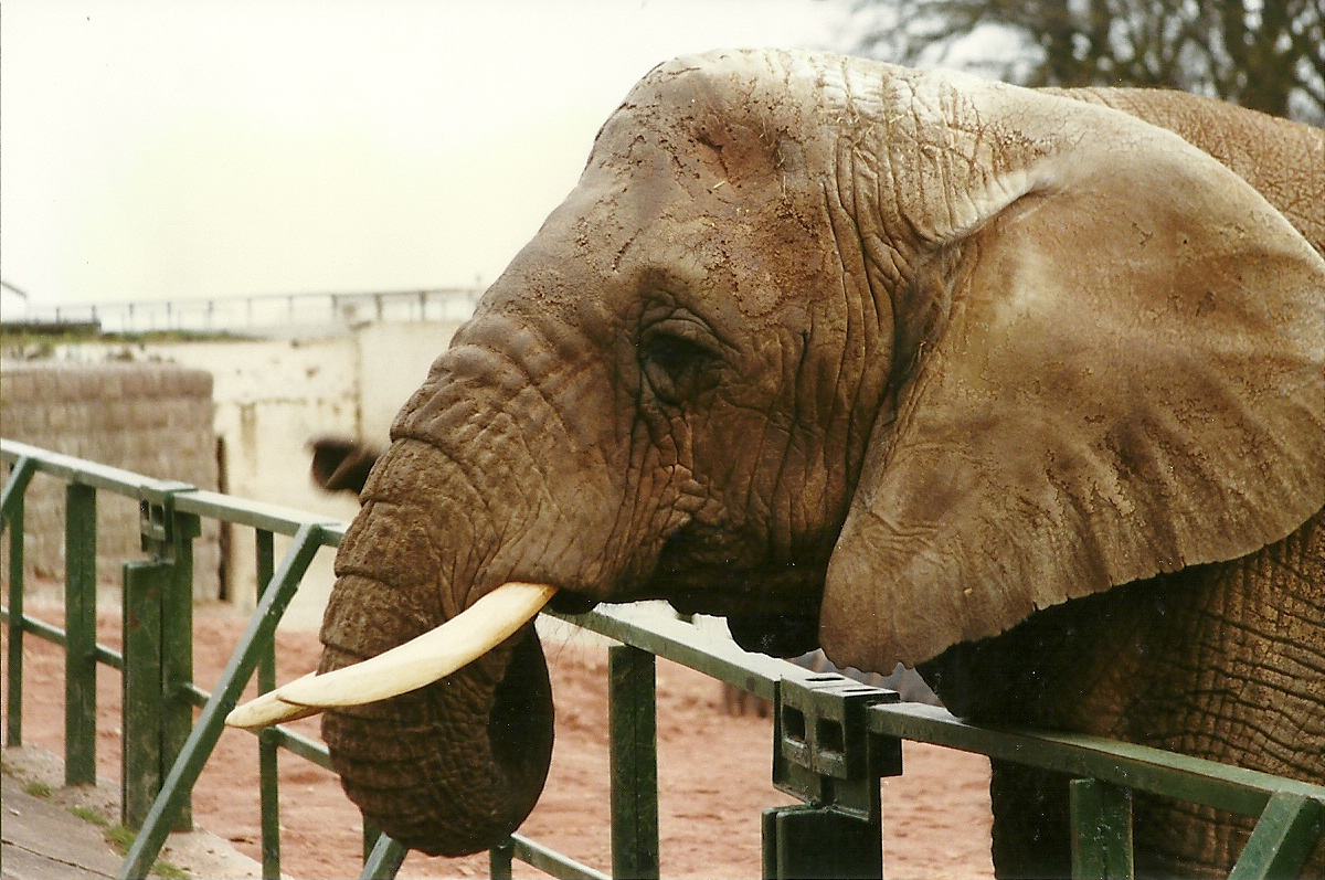 Flossie 20th April 1996