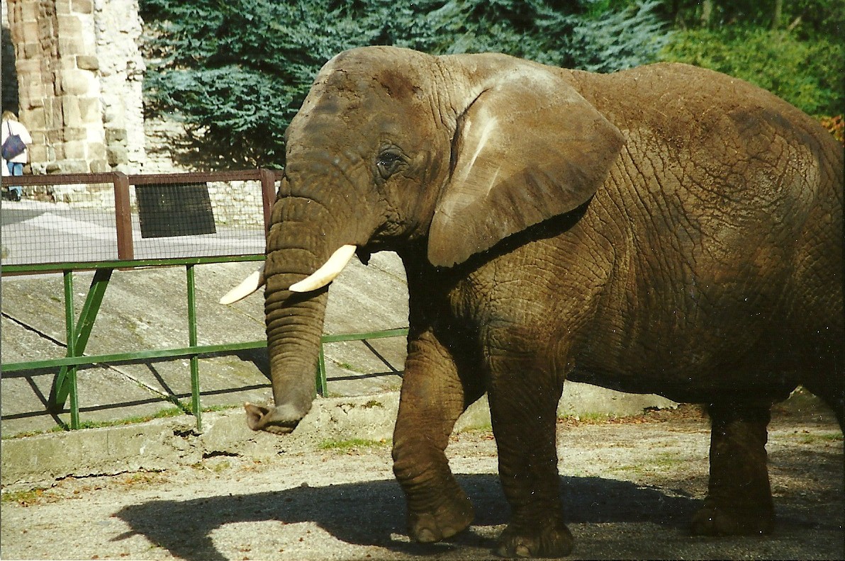 Flossie 28th October 1995