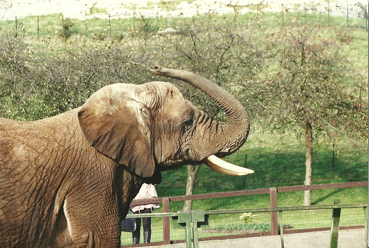 Flossie 28th October 1995