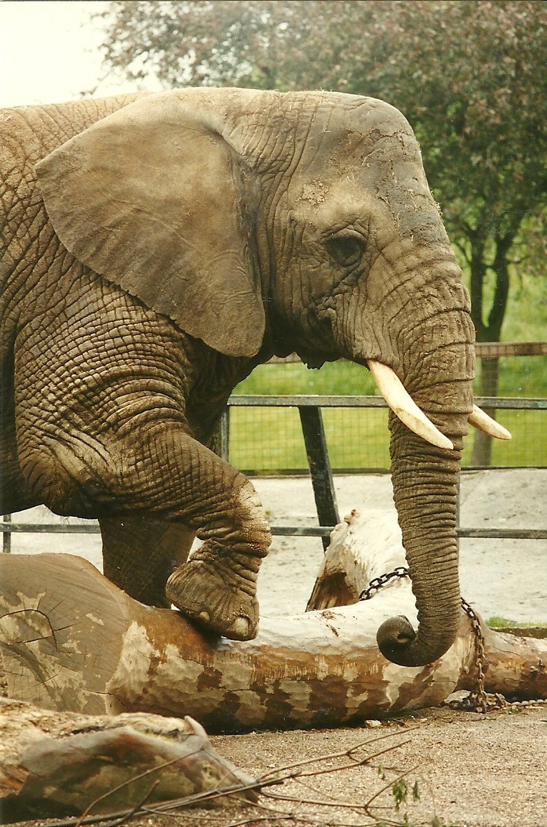 Flossie 4th June 1994