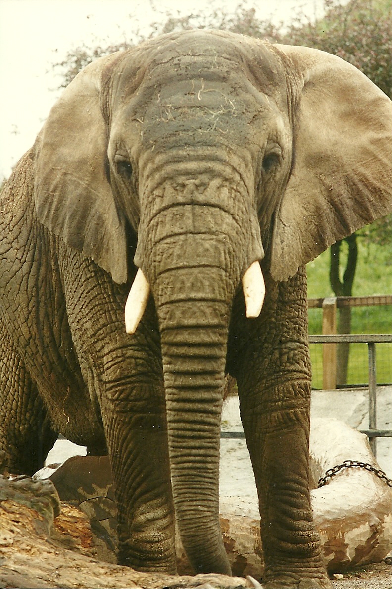 Flossie 4th June 1994