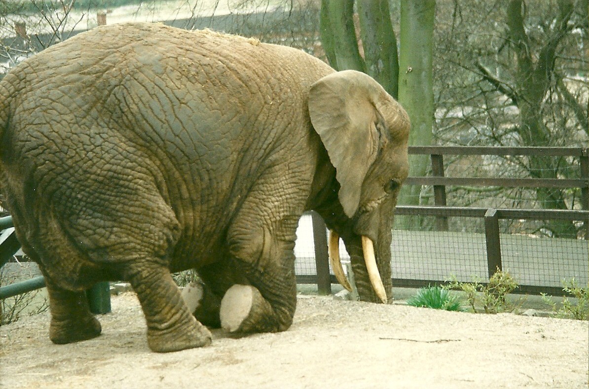 Flossie 5th April 1997