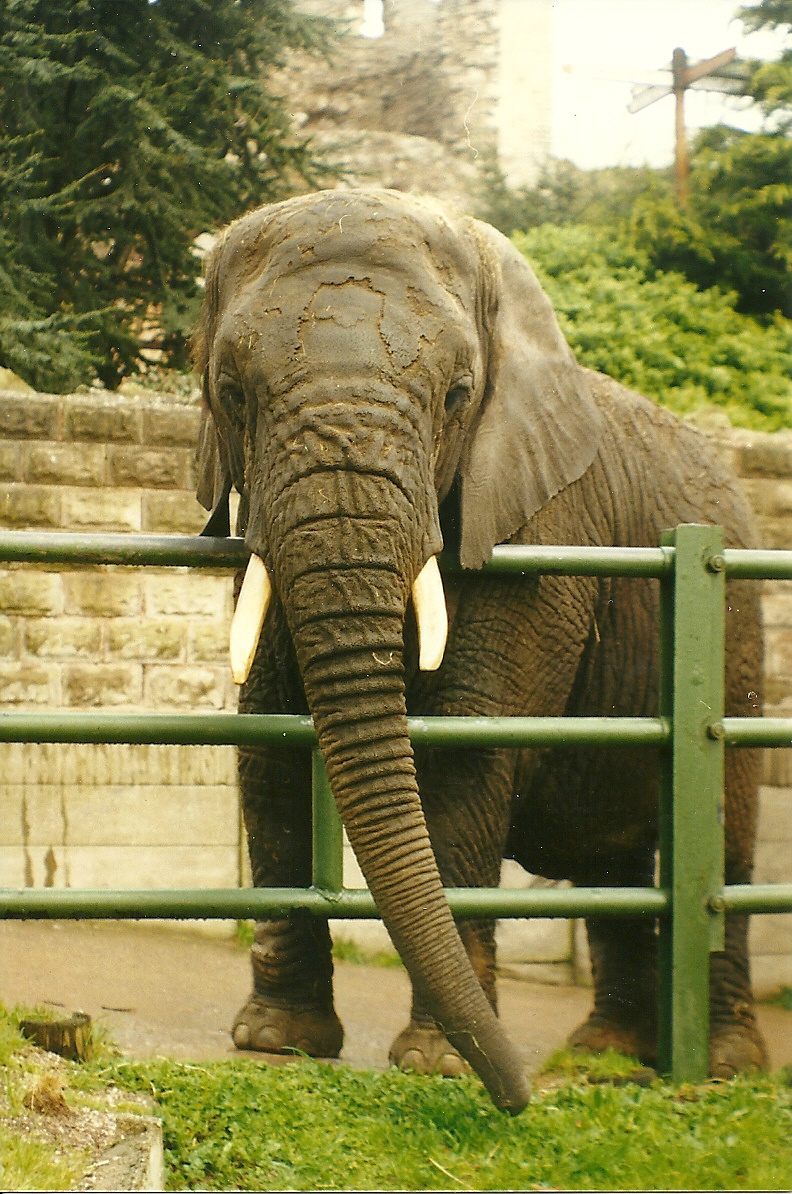 Flossie 5th April 1998