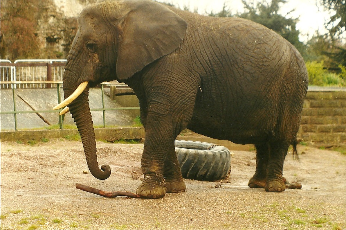 Flossie 5th April 1998