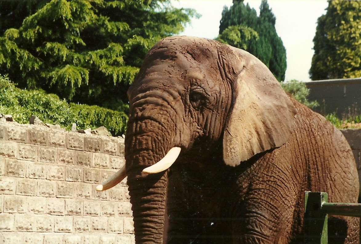 Flossie 8th June 1996