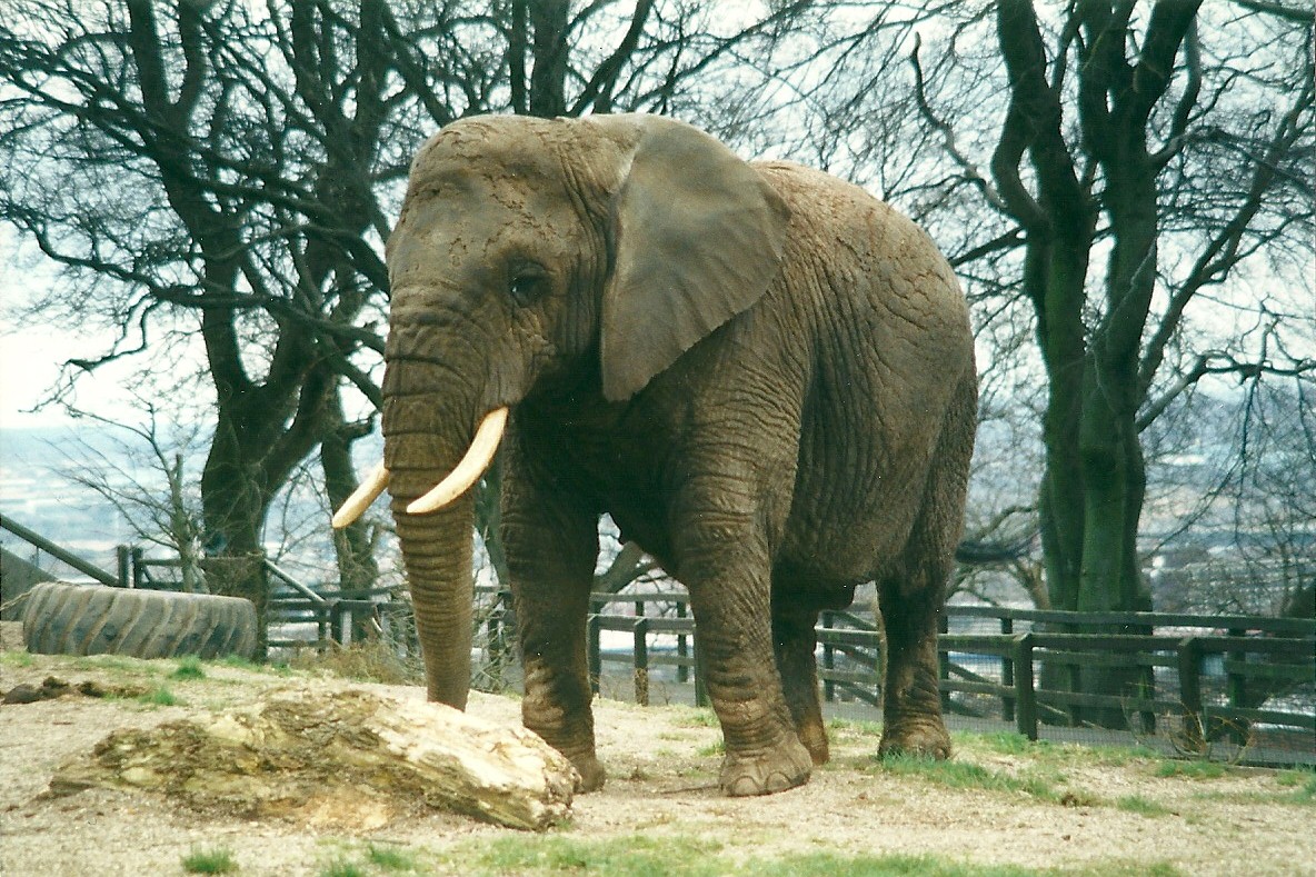 Flossie 8th March 2000