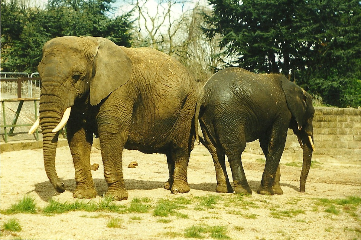 Flossie and Flora 27th March 1999