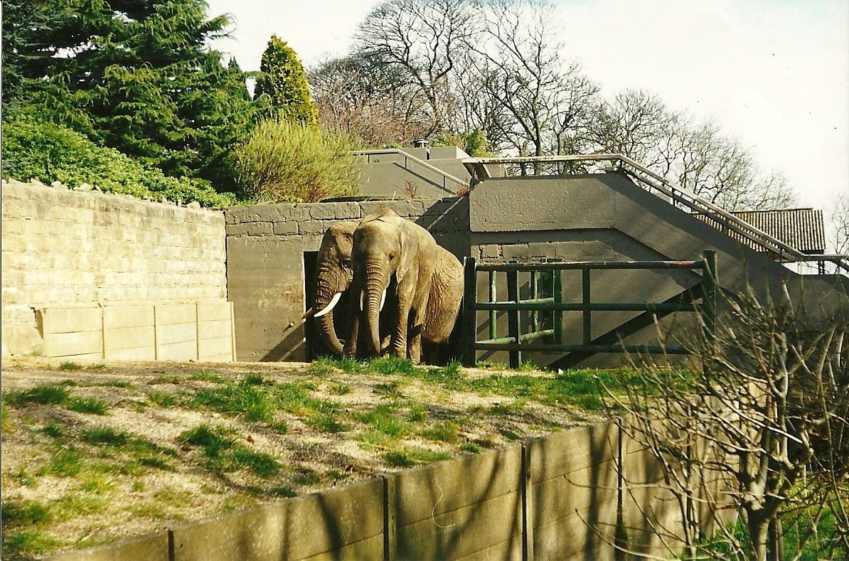 Flossie and Flora 2nd April 1999