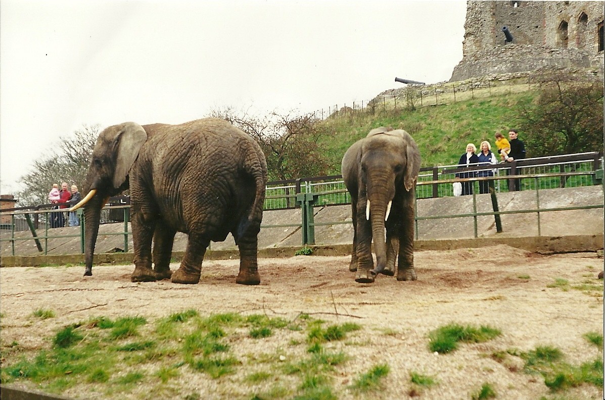 Flossie and Flora 2nd April 1999