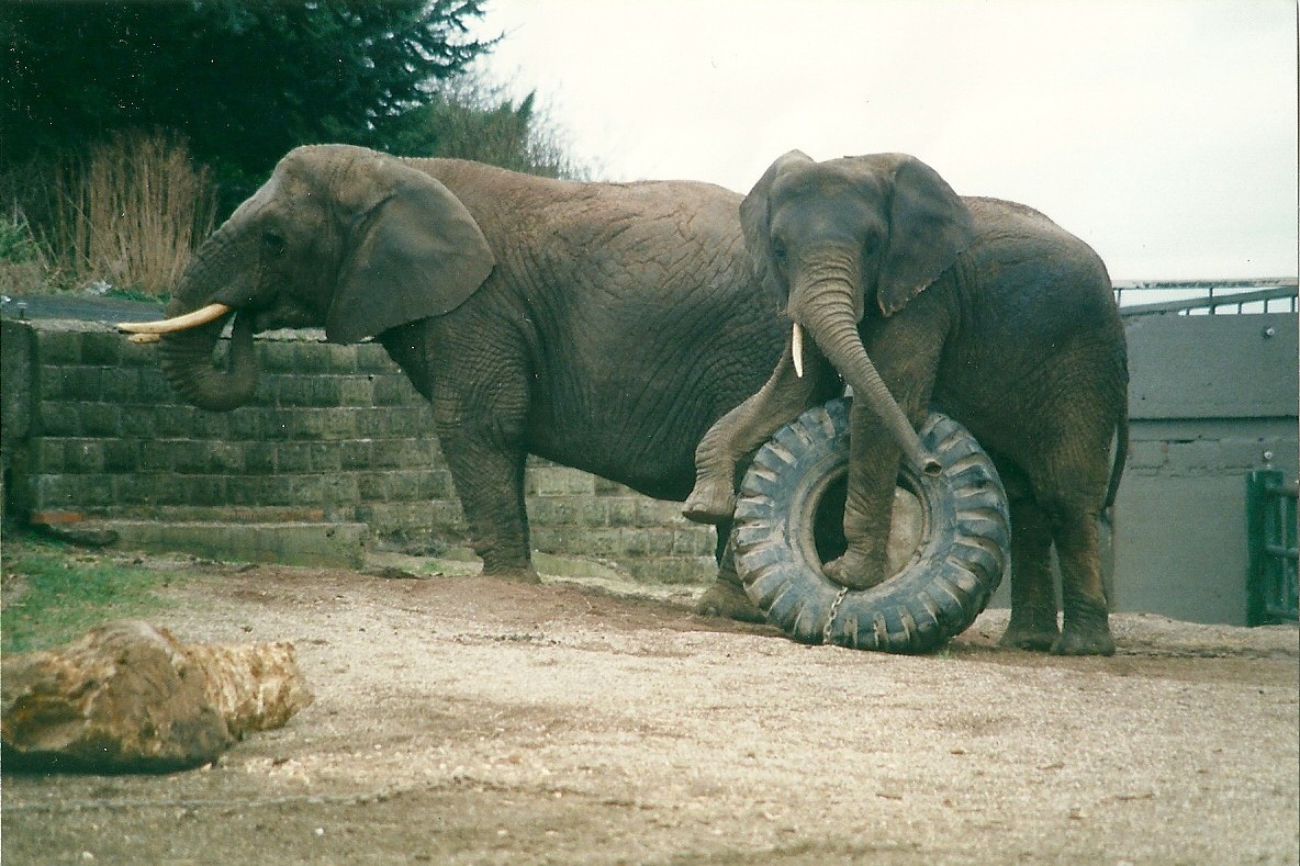 Flossie and Flora 8th March 2000