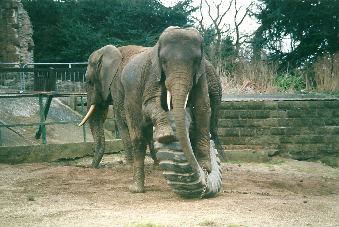 Flossie and Flora 8th March 2000