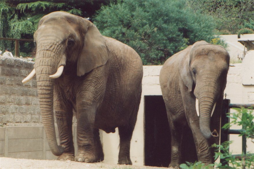 Flossie and Flora at Dudley, c.2002