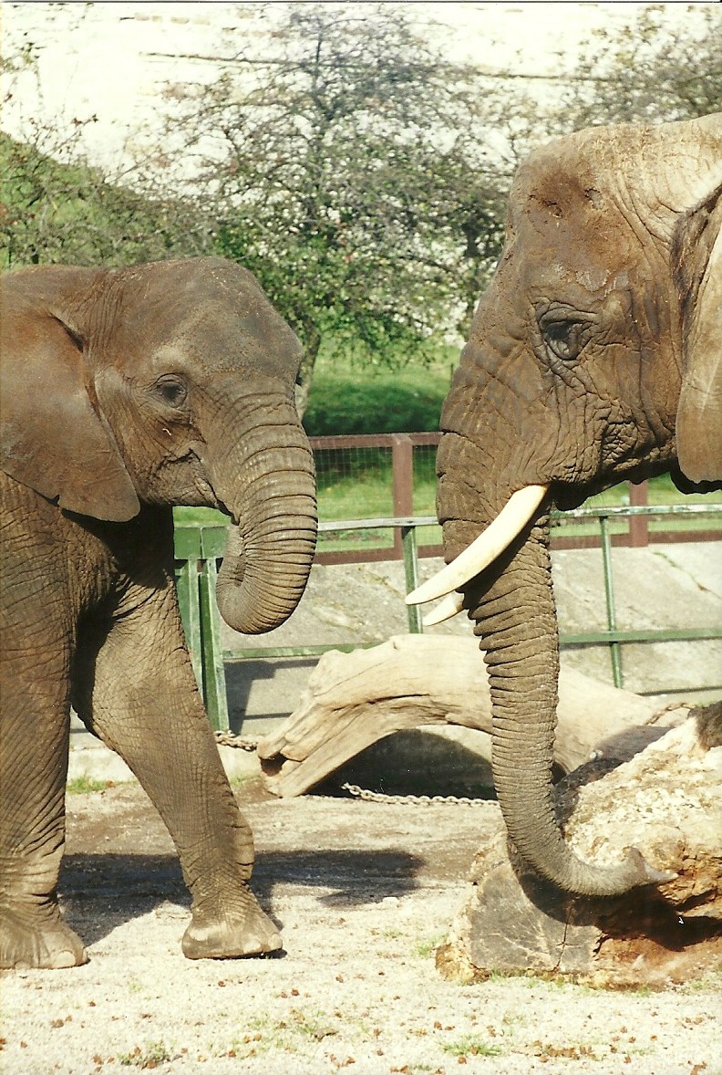 Flossie and Kasama 28th October 1995