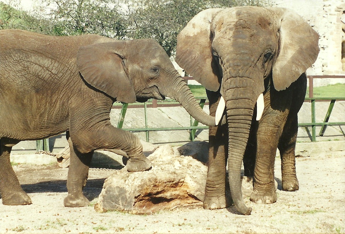 Flossie and Kasama 28th October 1995