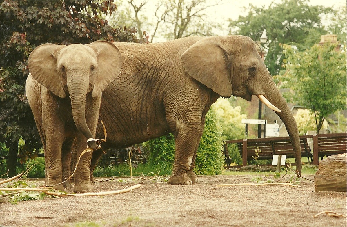 Flossie and Kasama 4th June 1994