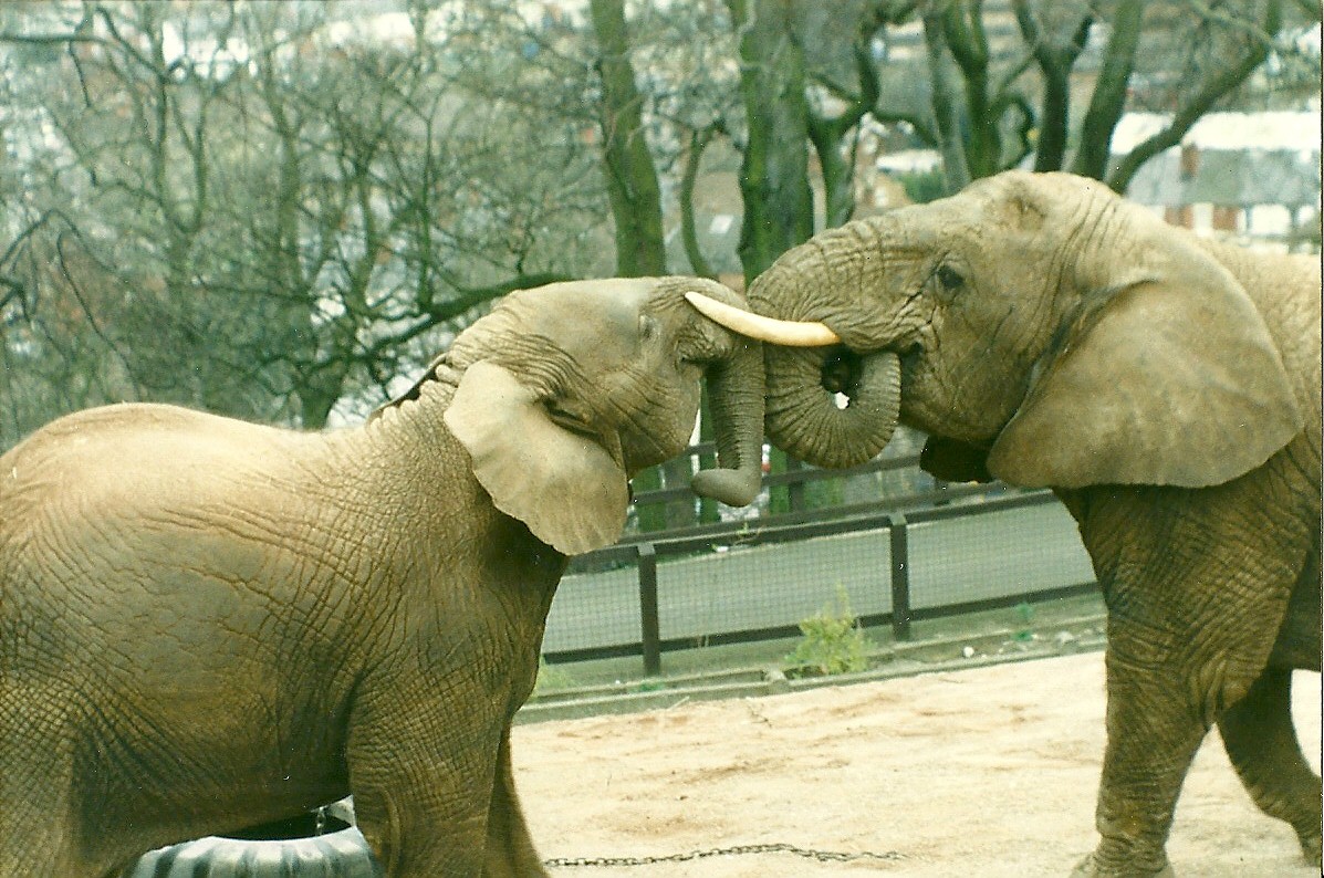 Flossie and Kasama 5th April 1997