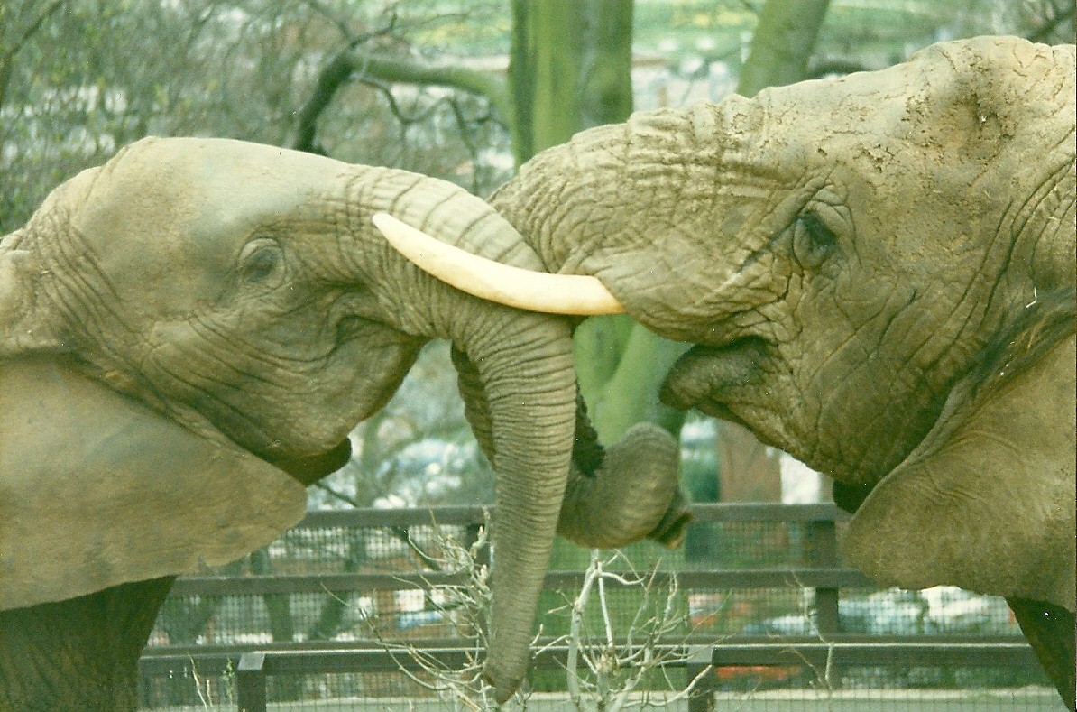 Flossie and Kasama 5th April 1997