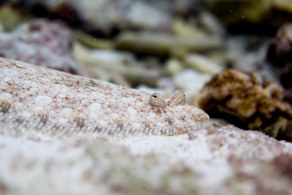 Flounder (Bothus mancus)