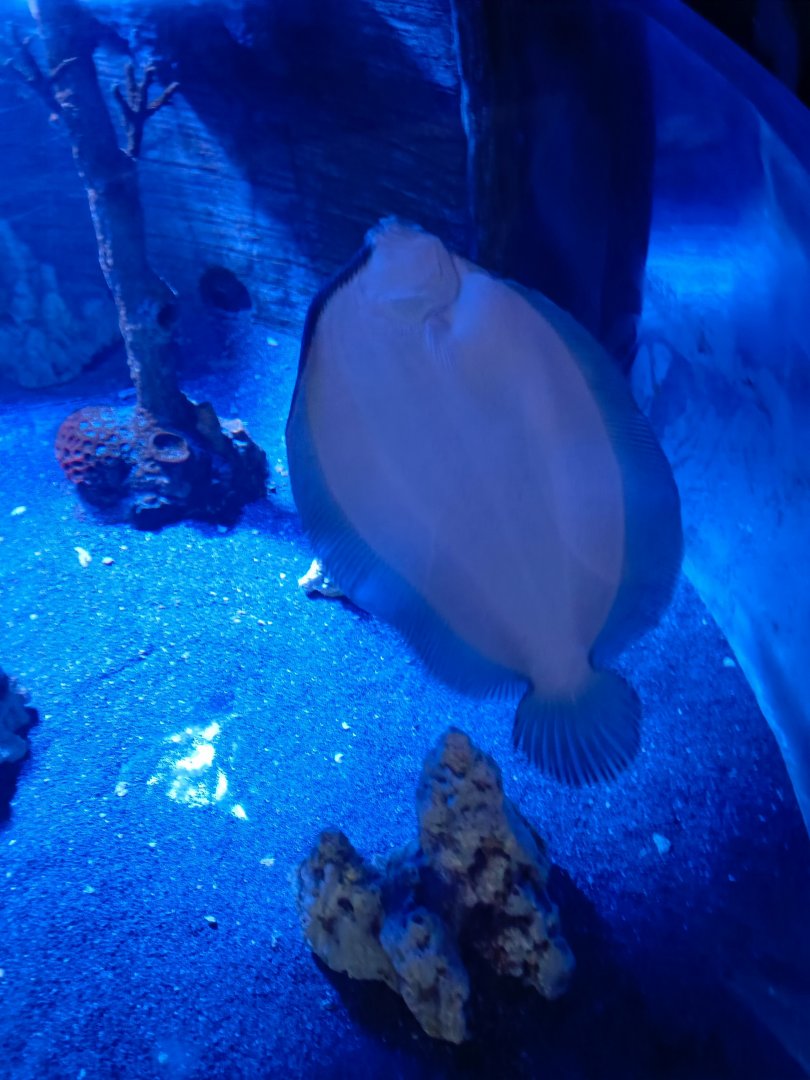 Flounder (Bothus sp)