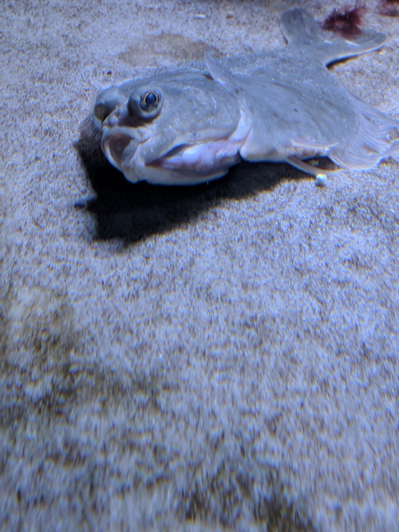 Flounder Wilhelma 2019