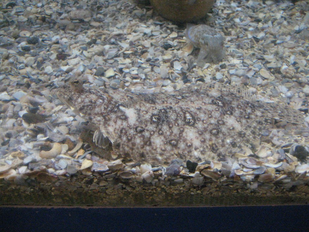 Flounder