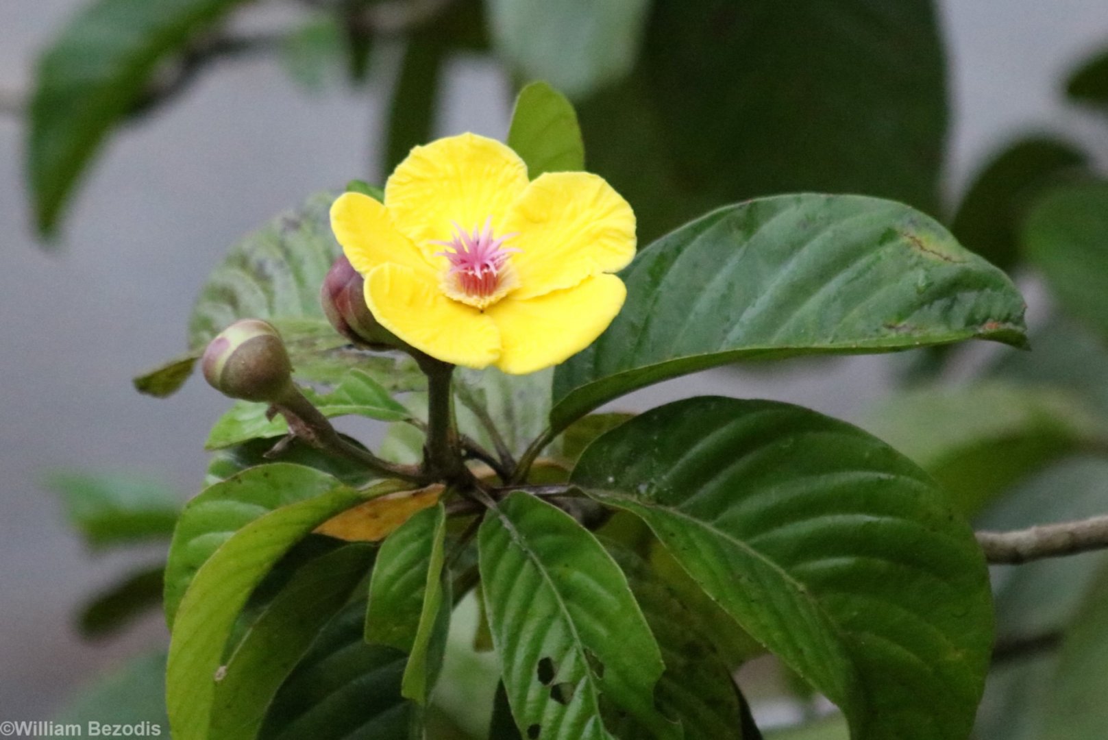 Flower at Danum