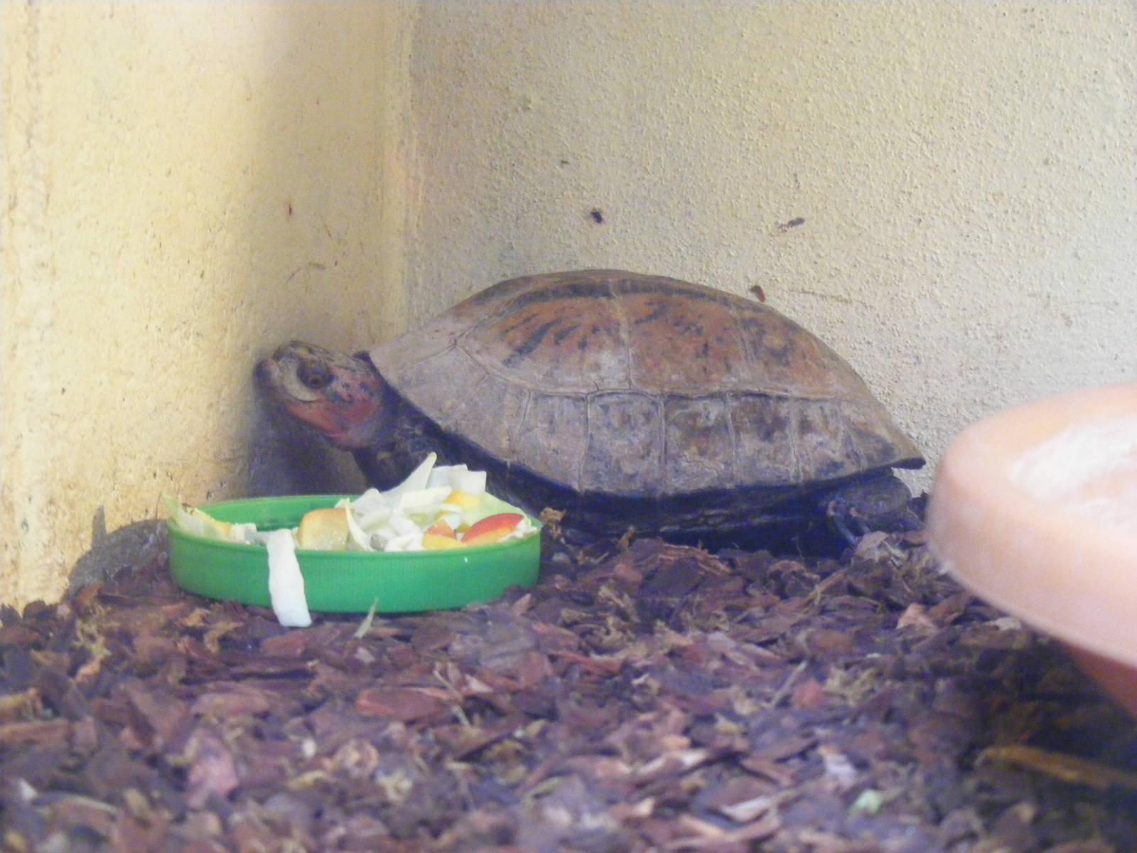 Flower back box turtle at Eagle Heights, 10 September 2011