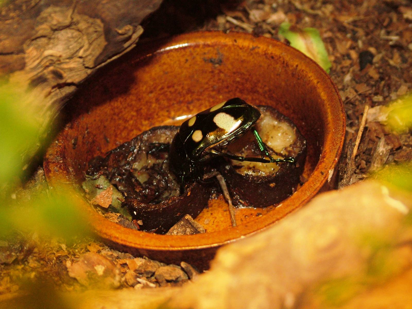 Flower Beetle at Dvur Kralove, 27/08/12
